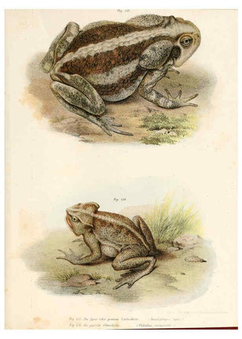 Reproducción/Reproduction 6309773896: Bilder-Atlas zur wissenschaftlich-populären Naturgeschichte der Wirbelthiere Wien :K.K. Hof-und Staatsdruckerei,1867