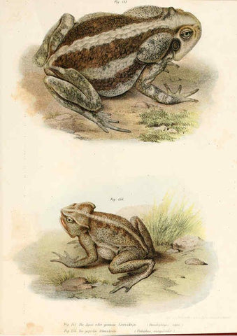 Reproducción/Reproduction 6309773896: Bilder-Atlas zur wissenschaftlich-populären Naturgeschichte der Wirbelthiere Wien :K.K. Hof-und Staatsdruckerei,1867