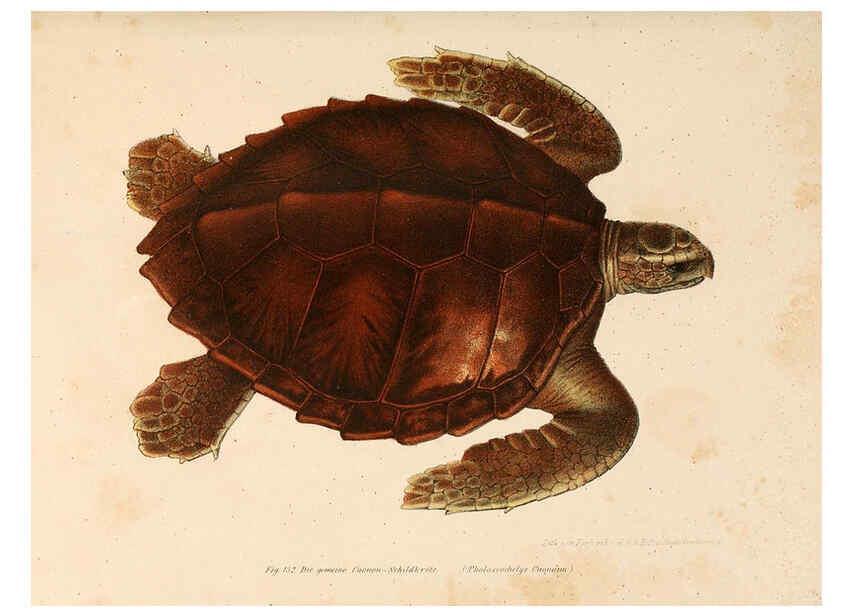 Reproducción/Reproduction 6309772538: Bilder-Atlas zur wissenschaftlich-populären Naturgeschichte der Wirbelthiere Wien :K.K. Hof-und Staatsdruckerei,1867