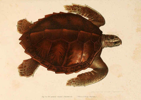 Reproducción/Reproduction 6309772538: Bilder-Atlas zur wissenschaftlich-populären Naturgeschichte der Wirbelthiere Wien :K.K. Hof-und Staatsdruckerei,1867