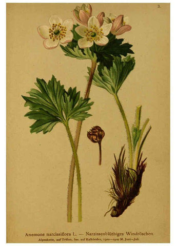 Reproducción/Reproduction 6311493259: Atlas der Alpenflora. v.1. Wien :Eigenthum und Verlag des Deutschen und Oesterr. Alpenvereins,1882