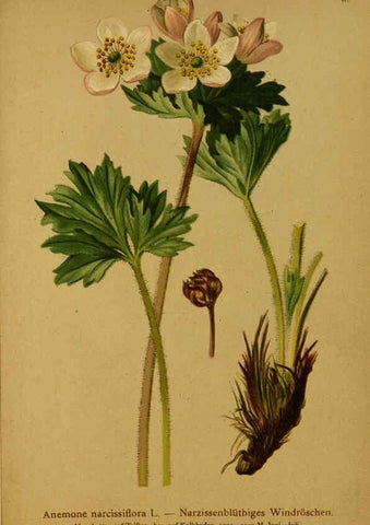 Reproducción/Reproduction 6311493259: Atlas der Alpenflora. v.1. Wien :Eigenthum und Verlag des Deutschen und Oesterr. Alpenvereins,1882