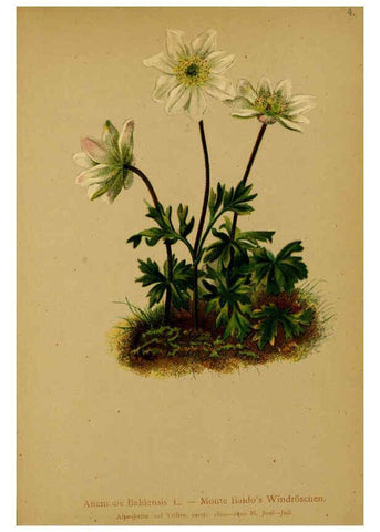 Reproducción/Reproduction 6312013442: Atlas der Alpenflora. v.1. Wien :Eigenthum und Verlag des Deutschen und Oesterr. Alpenvereins,1882