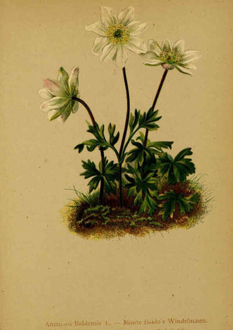 Reproducción/Reproduction 6312013442: Atlas der Alpenflora. v.1. Wien :Eigenthum und Verlag des Deutschen und Oesterr. Alpenvereins,1882