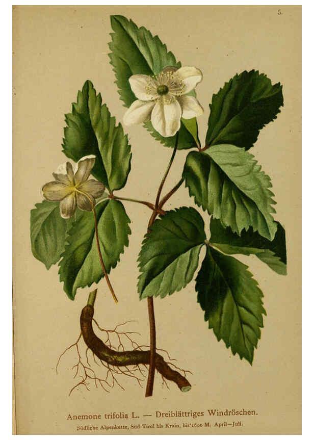 Reproducción/Reproduction 6312013582: Atlas der Alpenflora. v.1. Wien :Eigenthum und Verlag des Deutschen und Oesterr. Alpenvereins,1882
