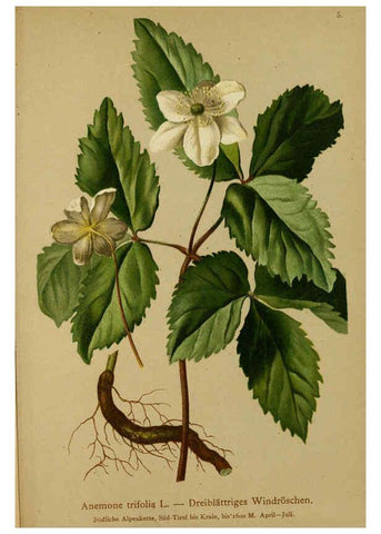 Reproducción/Reproduction 6312013582: Atlas der Alpenflora. v.1. Wien :Eigenthum und Verlag des Deutschen und Oesterr. Alpenvereins,1882