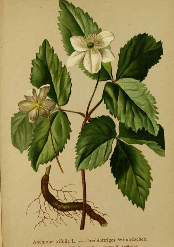 Reproducción/Reproduction 6312013582: Atlas der Alpenflora. v.1. Wien :Eigenthum und Verlag des Deutschen und Oesterr. Alpenvereins,1882