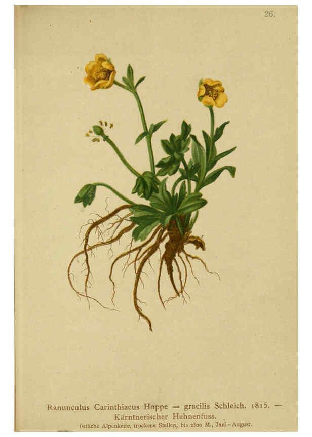 Reproducción/Reproduction 6312016354: Atlas der Alpenflora. v.1. Wien :Eigenthum und Verlag des Deutschen und Oesterr. Alpenvereins,1882