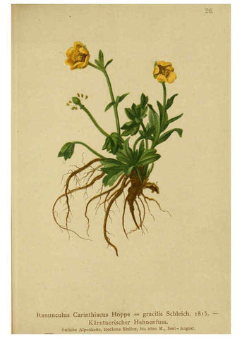 Reproducción/Reproduction 6312016354: Atlas der Alpenflora. v.1. Wien :Eigenthum und Verlag des Deutschen und Oesterr. Alpenvereins,1882