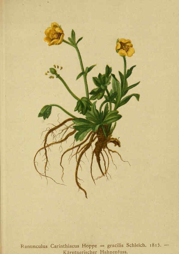 Reproducción/Reproduction 6312016354: Atlas der Alpenflora. v.1. Wien :Eigenthum und Verlag des Deutschen und Oesterr. Alpenvereins,1882