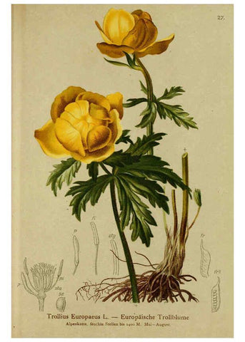 Reproducción/Reproduction 6311496469: Atlas der Alpenflora. v.1. Wien :Eigenthum und Verlag des Deutschen und Oesterr. Alpenvereins,1882
