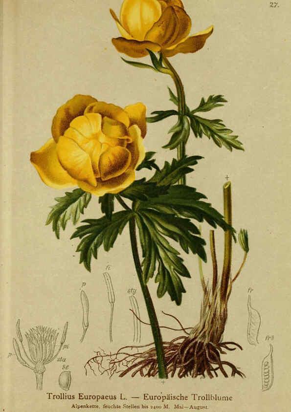 Reproducción/Reproduction 6311496469: Atlas der Alpenflora. v.1. Wien :Eigenthum und Verlag des Deutschen und Oesterr. Alpenvereins,1882