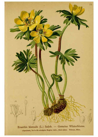 Reproducción/Reproduction 6312016622: Atlas der Alpenflora. v.1. Wien :Eigenthum und Verlag des Deutschen und Oesterr. Alpenvereins,1882