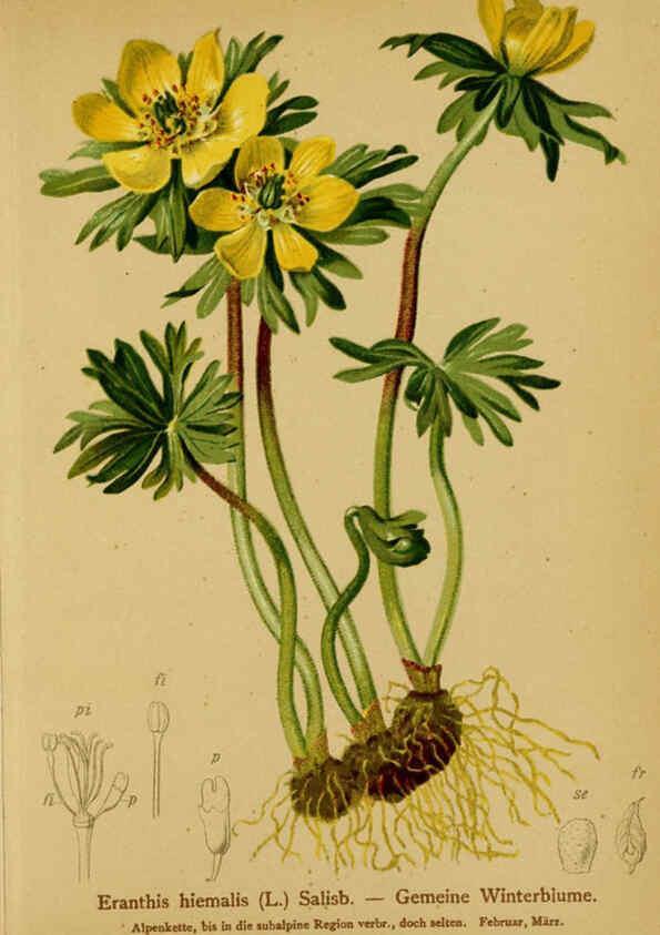 Reproducción/Reproduction 6312016622: Atlas der Alpenflora. v.1. Wien :Eigenthum und Verlag des Deutschen und Oesterr. Alpenvereins,1882