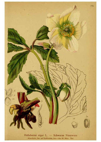 Reproducción/Reproduction 6312016742: Atlas der Alpenflora. v.1. Wien :Eigenthum und Verlag des Deutschen und Oesterr. Alpenvereins,1882