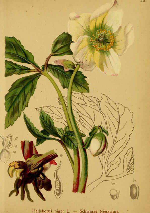 Reproducción/Reproduction 6312016742: Atlas der Alpenflora. v.1. Wien :Eigenthum und Verlag des Deutschen und Oesterr. Alpenvereins,1882