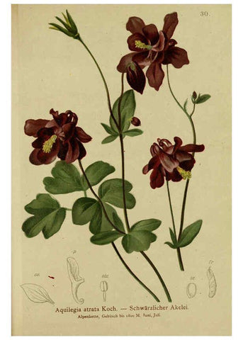 Reproducción/Reproduction 6312016868: Atlas der Alpenflora. v.1. Wien :Eigenthum und Verlag des Deutschen und Oesterr. Alpenvereins,1882