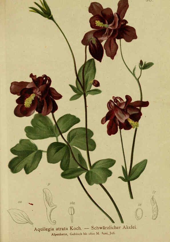 Reproducción/Reproduction 6312016868: Atlas der Alpenflora. v.1. Wien :Eigenthum und Verlag des Deutschen und Oesterr. Alpenvereins,1882