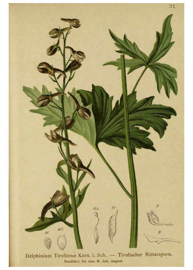 Reproducción/Reproduction 6312016960: Atlas der Alpenflora. v.1. Wien :Eigenthum und Verlag des Deutschen und Oesterr. Alpenvereins,1882