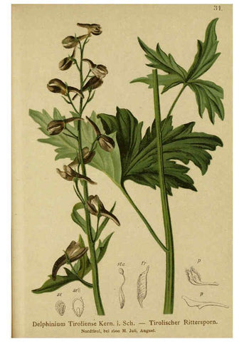 Reproducción/Reproduction 6312016960: Atlas der Alpenflora. v.1. Wien :Eigenthum und Verlag des Deutschen und Oesterr. Alpenvereins,1882