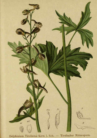 Reproducción/Reproduction 6312016960: Atlas der Alpenflora. v.1. Wien :Eigenthum und Verlag des Deutschen und Oesterr. Alpenvereins,1882