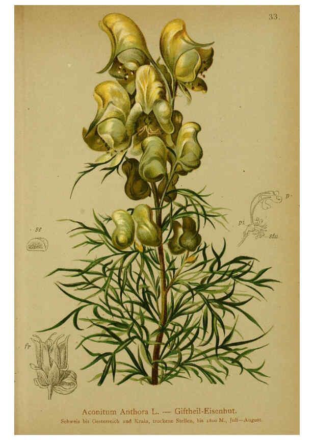 Reproducción/Reproduction 6311497109: Atlas der Alpenflora. v.1. Wien :Eigenthum und Verlag des Deutschen und Oesterr. Alpenvereins,1882