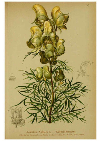 Reproducción/Reproduction 6311497109: Atlas der Alpenflora. v.1. Wien :Eigenthum und Verlag des Deutschen und Oesterr. Alpenvereins,1882