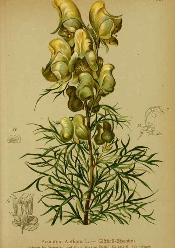 Reproducción/Reproduction 6311497109: Atlas der Alpenflora. v.1. Wien :Eigenthum und Verlag des Deutschen und Oesterr. Alpenvereins,1882