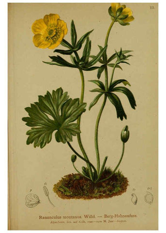 Reproducción/Reproduction 6311496215: Atlas der Alpenflora. v.1. Wien :Eigenthum und Verlag des Deutschen und Oesterr. Alpenvereins,1882