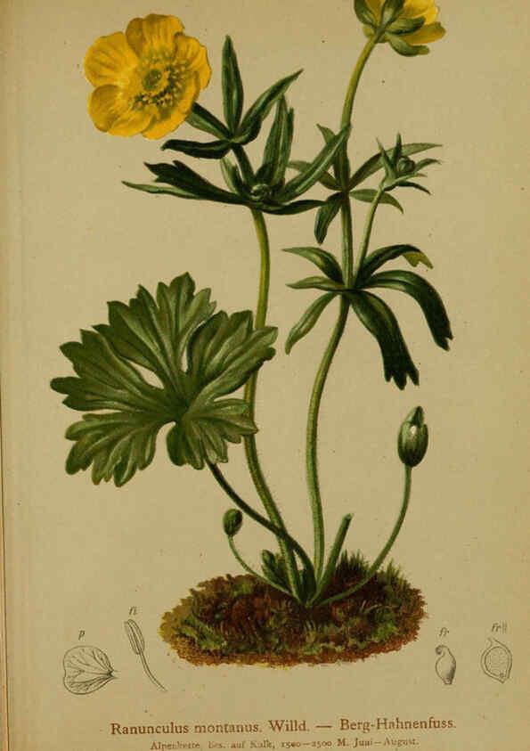 Reproducción/Reproduction 6311496215: Atlas der Alpenflora. v.1. Wien :Eigenthum und Verlag des Deutschen und Oesterr. Alpenvereins,1882
