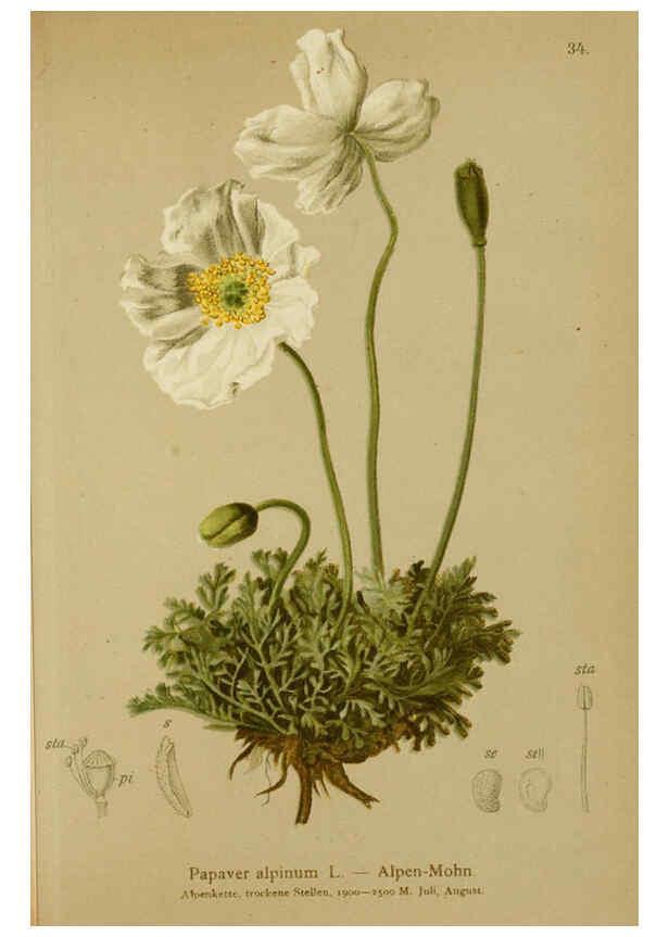 Reproducción/Reproduction 6312017204: Atlas der Alpenflora. v.1. Wien :Eigenthum und Verlag des Deutschen und Oesterr. Alpenvereins,1882