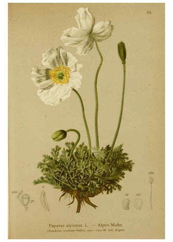 Reproducción/Reproduction 6312017204: Atlas der Alpenflora. v.1. Wien :Eigenthum und Verlag des Deutschen und Oesterr. Alpenvereins,1882