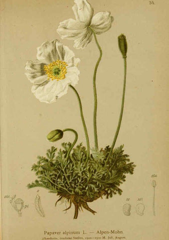Reproducción/Reproduction 6312017204: Atlas der Alpenflora. v.1. Wien :Eigenthum und Verlag des Deutschen und Oesterr. Alpenvereins,1882