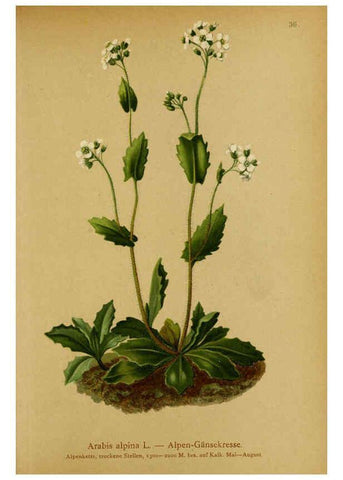 Reproducción/Reproduction 6312017450: Atlas der Alpenflora. v.1. Wien :Eigenthum und Verlag des Deutschen und Oesterr. Alpenvereins,1882