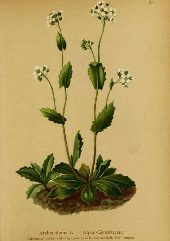 Reproducción/Reproduction 6312017450: Atlas der Alpenflora. v.1. Wien :Eigenthum und Verlag des Deutschen und Oesterr. Alpenvereins,1882