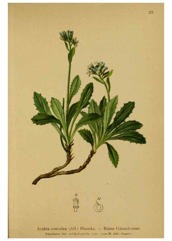 Reproducción/Reproduction 6312017560: Atlas der Alpenflora. v.1. Wien :Eigenthum und Verlag des Deutschen und Oesterr. Alpenvereins,1882