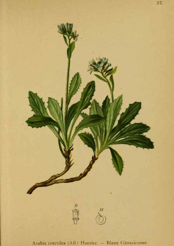 Reproducción/Reproduction 6312017560: Atlas der Alpenflora. v.1. Wien :Eigenthum und Verlag des Deutschen und Oesterr. Alpenvereins,1882