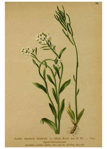 Reproducción/Reproduction 6312017696: Atlas der Alpenflora. v.1. Wien :Eigenthum und Verlag des Deutschen und Oesterr. Alpenvereins,1882
