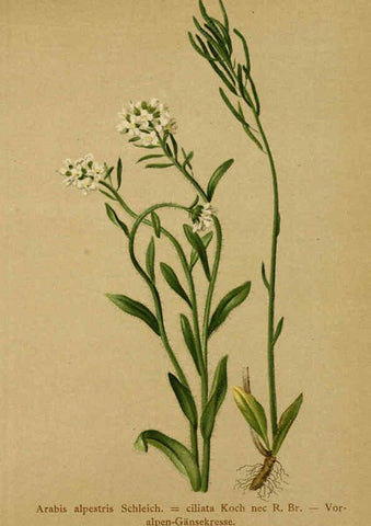 Reproducción/Reproduction 6312017696: Atlas der Alpenflora. v.1. Wien :Eigenthum und Verlag des Deutschen und Oesterr. Alpenvereins,1882