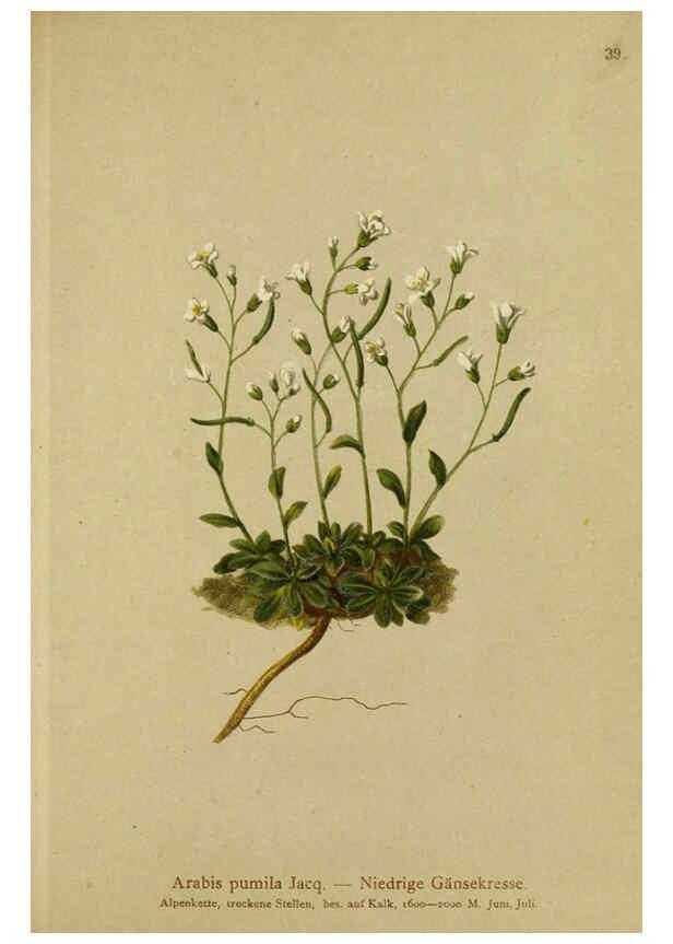 Reproducción/Reproduction 6311497797: Atlas der Alpenflora. v.1. Wien :Eigenthum und Verlag des Deutschen und Oesterr. Alpenvereins,1882