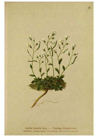 Reproducción/Reproduction 6311497797: Atlas der Alpenflora. v.1. Wien :Eigenthum und Verlag des Deutschen und Oesterr. Alpenvereins,1882