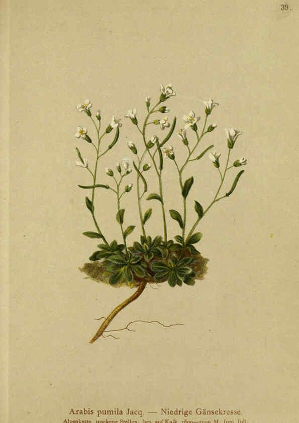 Reproducción/Reproduction 6311497797: Atlas der Alpenflora. v.1. Wien :Eigenthum und Verlag des Deutschen und Oesterr. Alpenvereins,1882