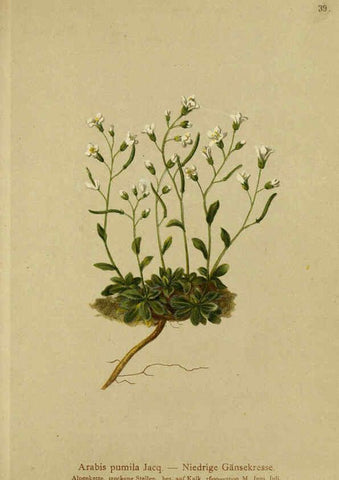 Reproducción/Reproduction 6311497797: Atlas der Alpenflora. v.1. Wien :Eigenthum und Verlag des Deutschen und Oesterr. Alpenvereins,1882