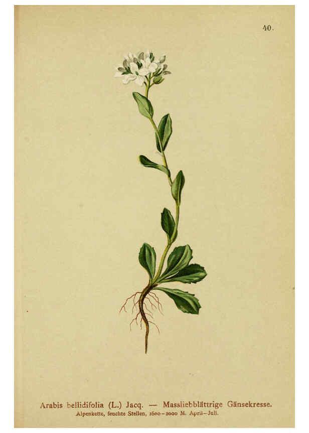 Reproducción/Reproduction 6312017958: Atlas der Alpenflora. v.1. Wien :Eigenthum und Verlag des Deutschen und Oesterr. Alpenvereins,1882