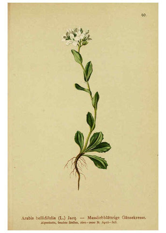 Reproducción/Reproduction 6312017958: Atlas der Alpenflora. v.1. Wien :Eigenthum und Verlag des Deutschen und Oesterr. Alpenvereins,1882