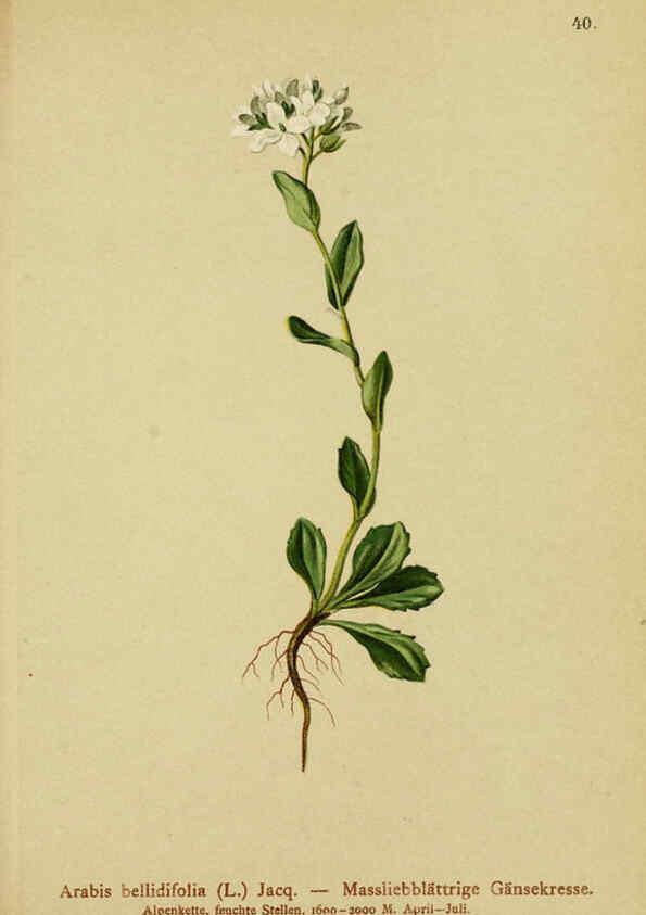 Reproducción/Reproduction 6312017958: Atlas der Alpenflora. v.1. Wien :Eigenthum und Verlag des Deutschen und Oesterr. Alpenvereins,1882