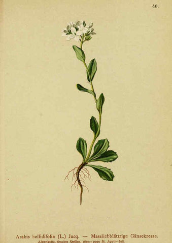 Reproducción/Reproduction 6312017958: Atlas der Alpenflora. v.1. Wien :Eigenthum und Verlag des Deutschen und Oesterr. Alpenvereins,1882
