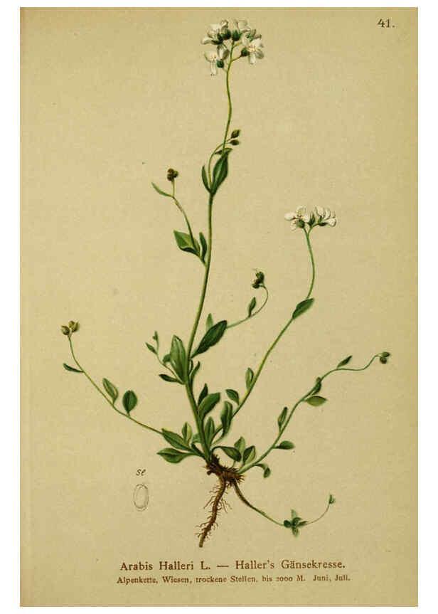 Reproducción/Reproduction 6311498039: Atlas der Alpenflora. v.1. Wien :Eigenthum und Verlag des Deutschen und Oesterr. Alpenvereins,1882