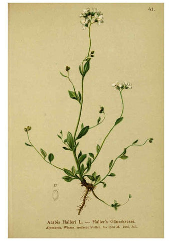 Reproducción/Reproduction 6311498039: Atlas der Alpenflora. v.1. Wien :Eigenthum und Verlag des Deutschen und Oesterr. Alpenvereins,1882