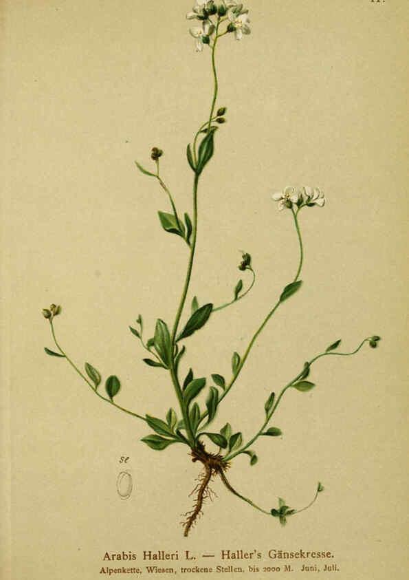 Reproducción/Reproduction 6311498039: Atlas der Alpenflora. v.1. Wien :Eigenthum und Verlag des Deutschen und Oesterr. Alpenvereins,1882